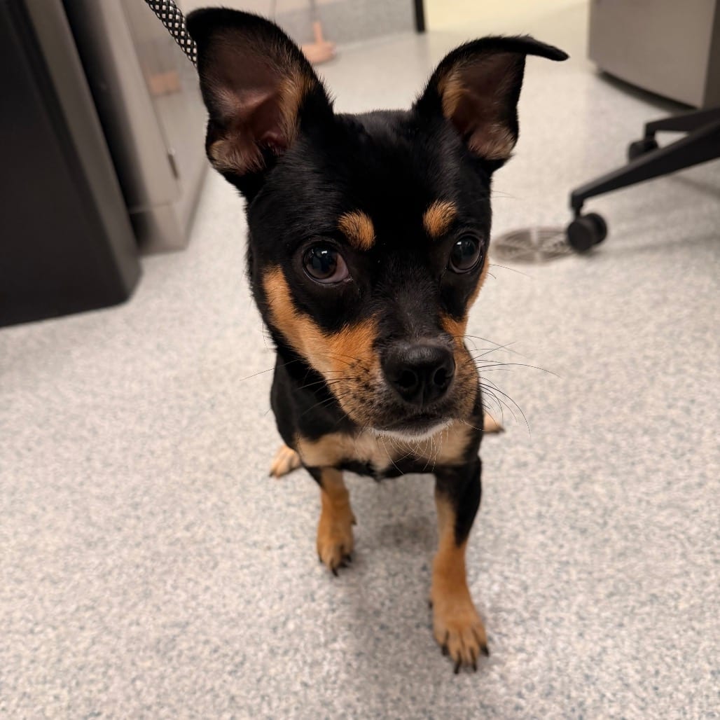 Photo of Nougat, adoptable Chihuahua in Spartanburg, South Carolina