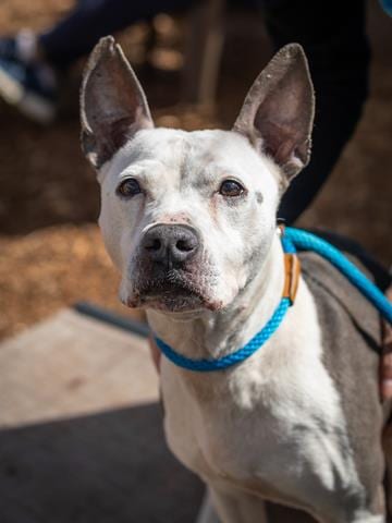 Photo of Queen Dahlia, adoptable dog in Chamblee, Georgia