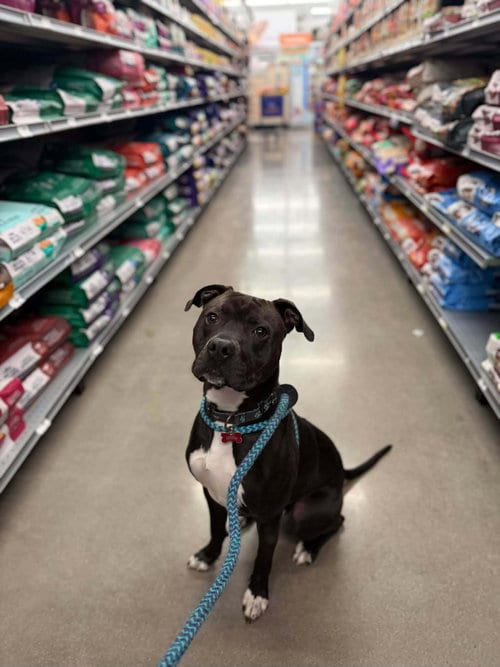 Photo of Flex, adoptable Pit Bull Terrier in Cedar Rapids, Iowa