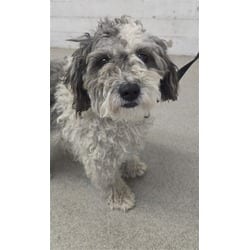 Photo of Nelson, adoptable Shih Tzu in San Bernardino, California