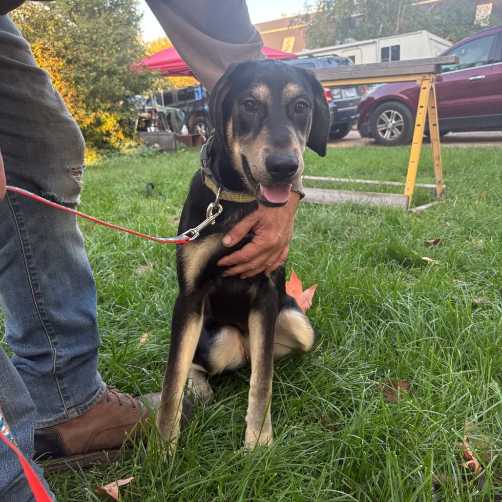 Photo of Sadie - Home to Home, adoptable Retriever, Labrador / Husky, Siberian in South Elgin, Illinois