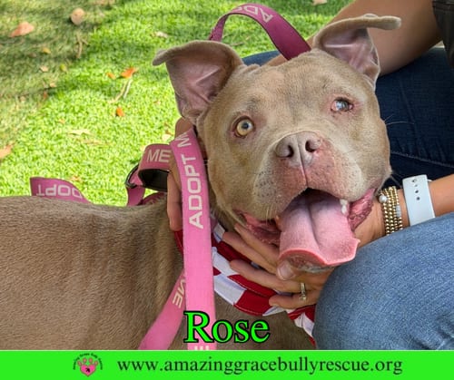 Photo of Rose, adoptable American Pit Bull Terrier in Milton, Florida