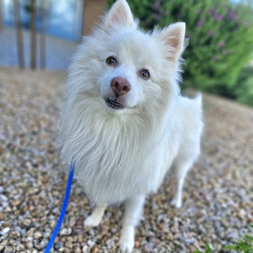 Photo of Mr Puffle Pop Party, adoptable American Eskimo Dog in Mesa, Arizona