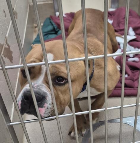 Photo of Dolan, adoptable American Pit Bull Terrier in Decatur, Illinois