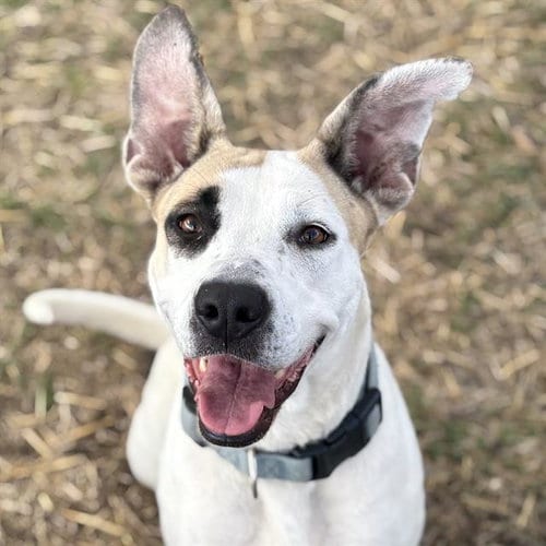 Photo of Judy, adoptable American Staffordshire Terrier in San Antonio, Texas