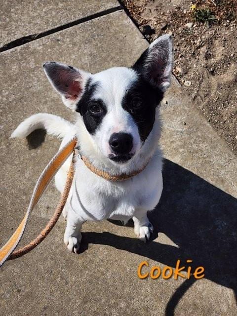 Photo of Cookie, adoptable Queensland Heeler in Lompoc, California