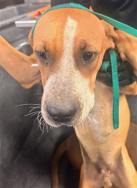 Photo of Donatello, adoptable Labrador Retriever in Phoenix, Arizona