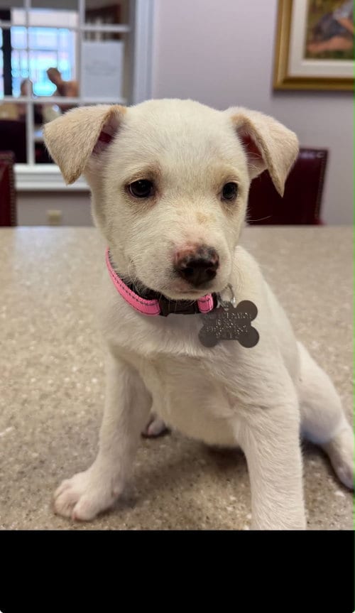 Photo of Taylor - Carly Simon Litter, adoptable Husky in Holly Springs, North Carolina