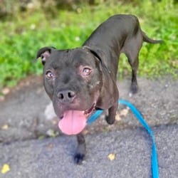 Photo of Reid, adoptable Terrier (Unknown Type, Medium) in Syracuse, New York