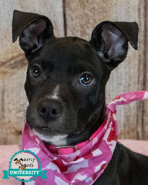 Photo of AnneMarie, adoptable Boxer in Kennesaw, Georgia