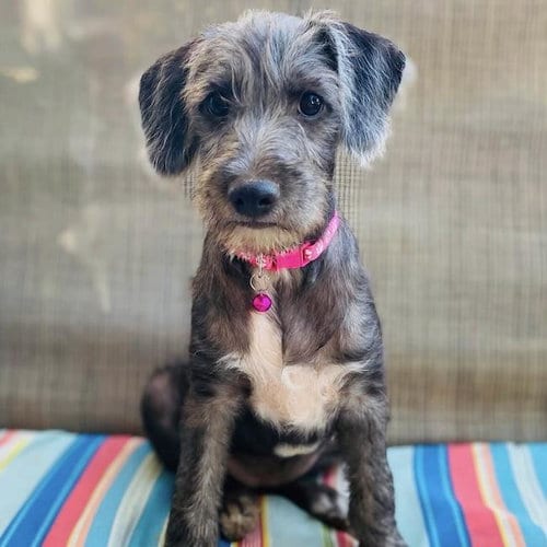 Photo of Surf Pup - Swell, adoptable Spaniel in San Diego, California