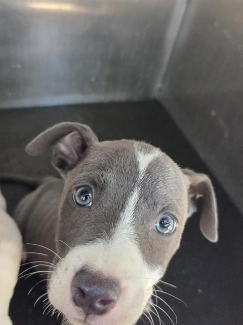 Photo of Tyson, adoptable American Staffordshire Terrier in San Antonio, Texas