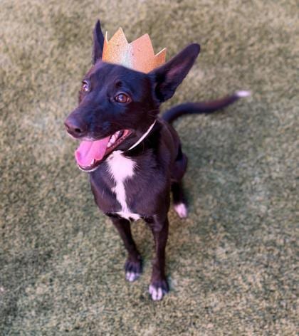 Photo of Princess Peanut, adoptable dog in Farmington, New Mexico