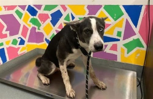Photo of Sweetums, adoptable Border Collie in Baytown, Texas