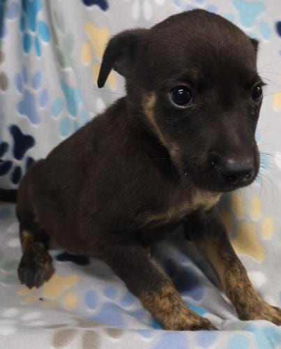 Photo of Dillion, adoptable German Shepherd Dog in Thief River Falls, Minnesota