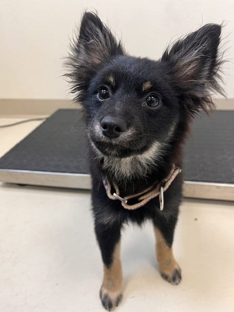Photo of Gigi, adoptable Terrier in Webster, Wisconsin