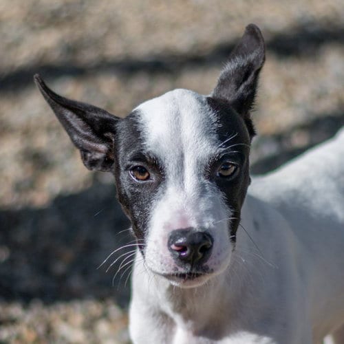 Photo of Bob, adoptable Terrier in Hilton Head, South Carolina