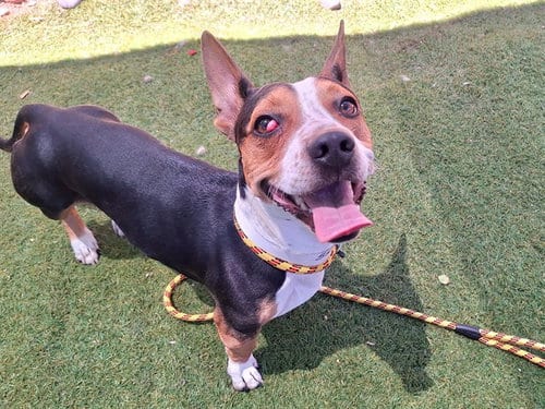 Photo of Bergie, adoptable Pembroke Welsh Corgi in Phoenix, Arizona