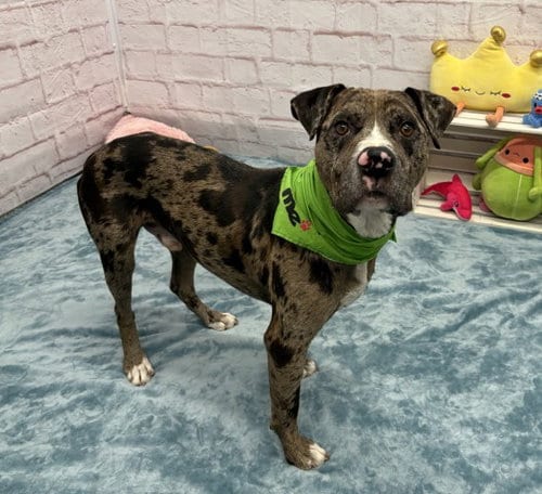 Photo of Baldwin, adoptable Pit Bull Terrier in Detroit, Michigan