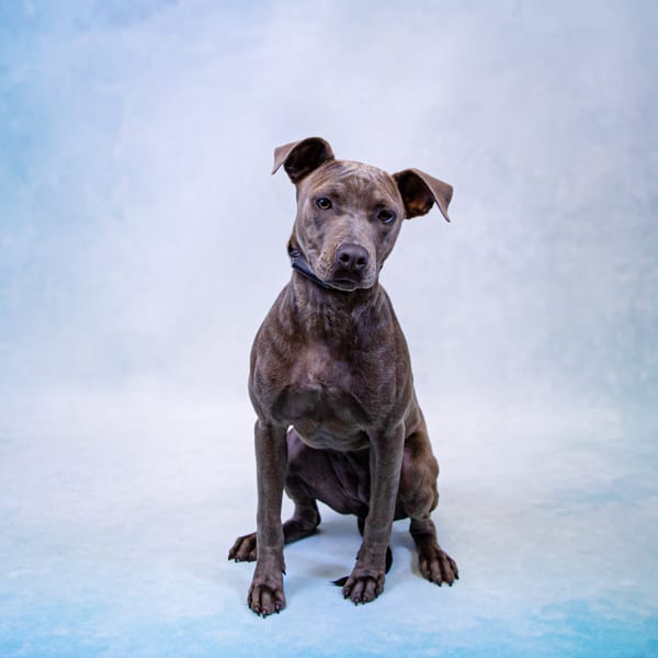 Photo of Xena, adoptable Pit Bull cross in Lawrenceville, Georgia