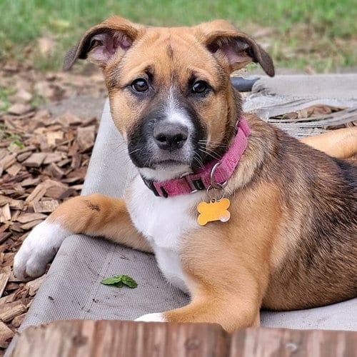 Photo of Diamond, adoptable German Shepherd Dog in St. Paul, Minnesota