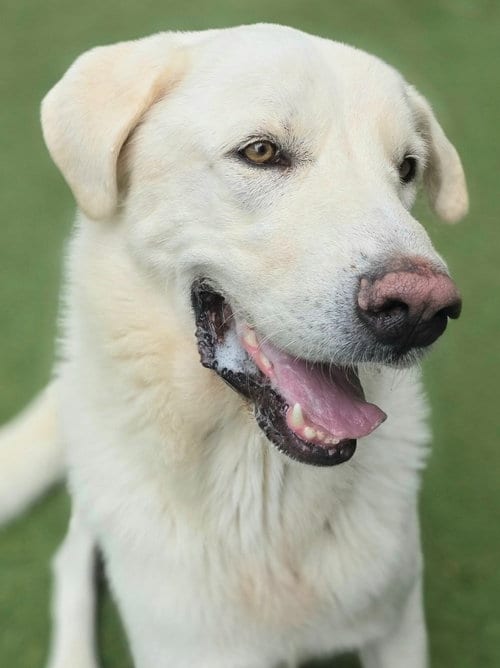 Photo of George, adoptable Great Pyrenees in Little Elm, Texas