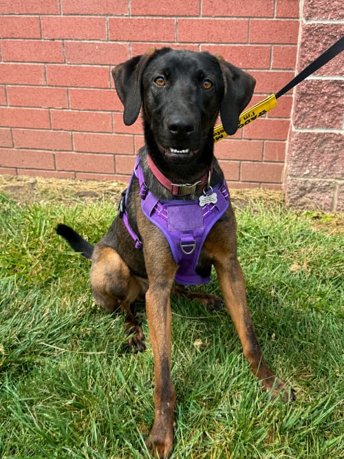 Photo of Arthor, adoptable Shepherd in Lee's Summit, Missouri