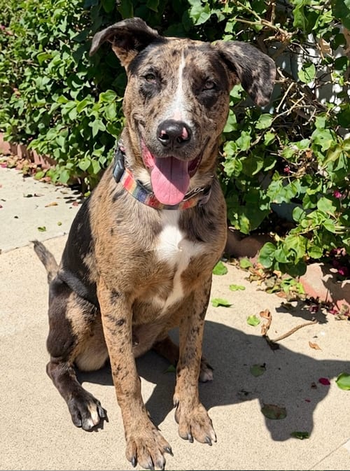 Photo of Sully, adoptable Catahoula Leopard Dog in Newport Beach, California