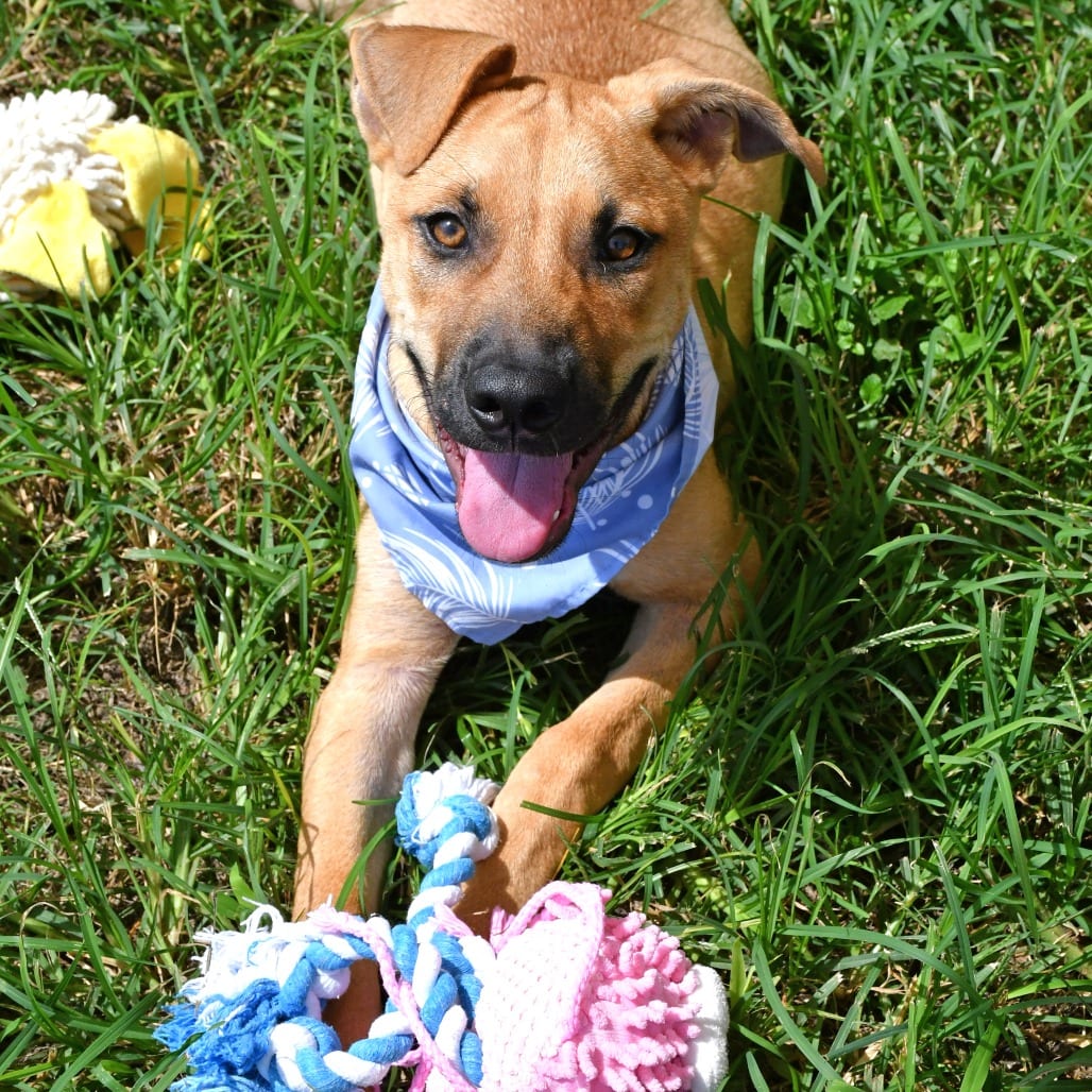 Photo of Hayride, adoptable Retriever, Labrador in Beaumont, Texas