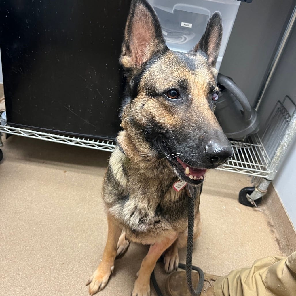 Photo of Reese, adoptable Mixed Breed (Medium) in Chattanooga, Tennessee