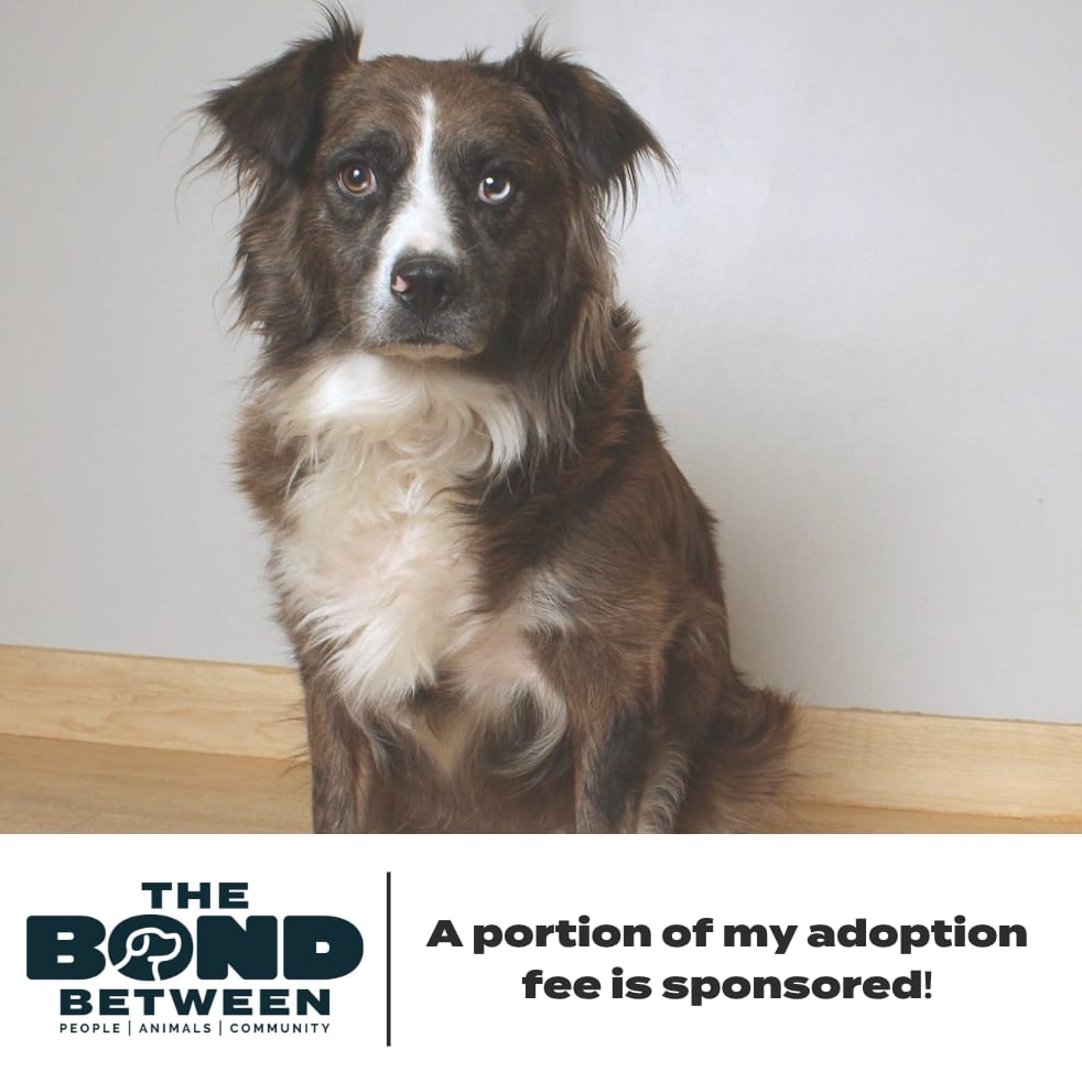 Photo of Paxie D70654, adoptable Shepherd, Australian / None in Minnesota, Minnesota