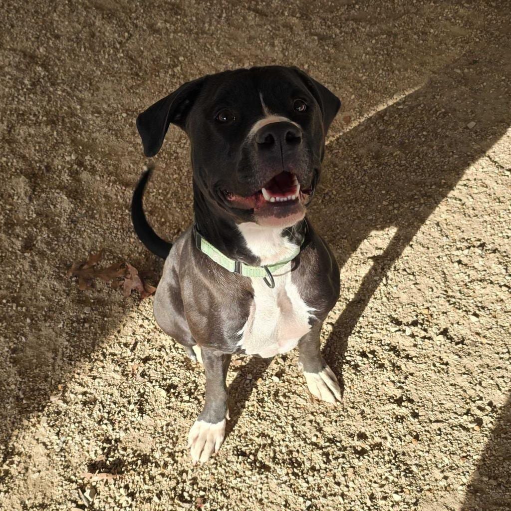 Photo of Maliketh DIKO5, adoptable Mixed Breed (Large) in Union, Missouri