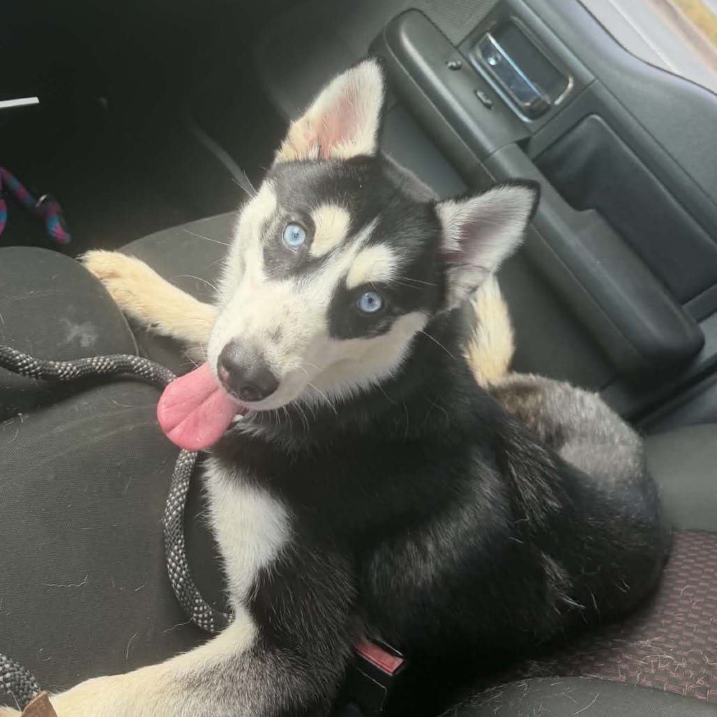 Photo of Kilak, adoptable Husky in Mount Vernon, Arkansas