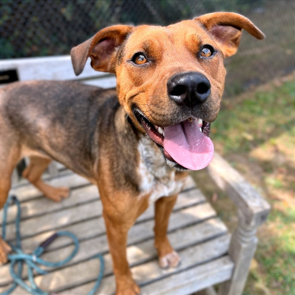 Photo of Chani, adoptable Mixed Breed (Medium) in Chattanooga, Tennessee