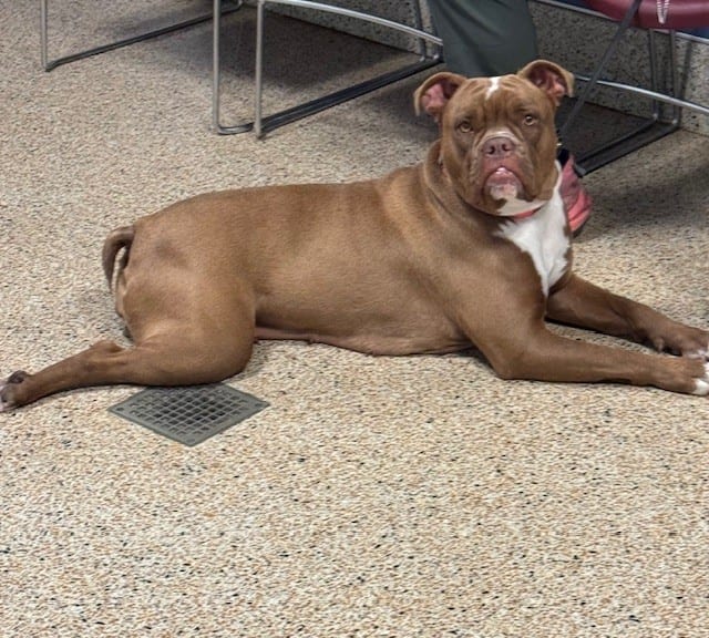 Photo of Sandra, adoptable English Bulldog mix in Miami, Florida