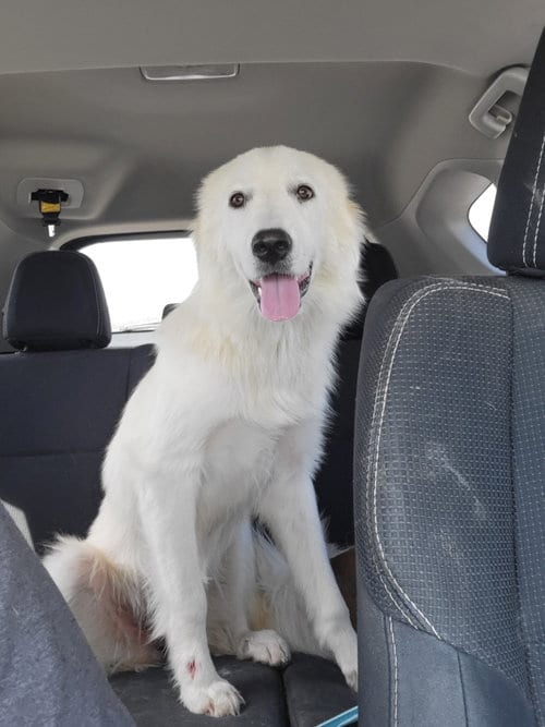 Photo of Gemma, adoptable Great Pyrenees in Houston, Texas