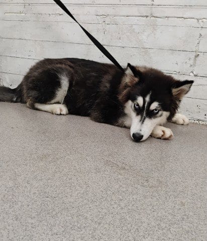 Photo of Muffin, adoptable Siberian Husky in San Bernardino, California