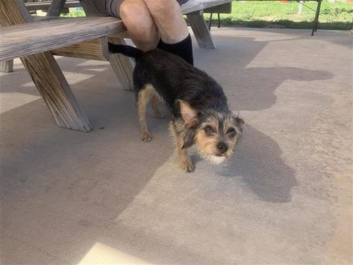 Photo of Belladonna, adoptable Yorkshire Terrier Yorkie in San Antonio, Texas