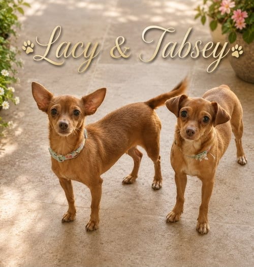 Photo of Tabsey, adoptable Chihuahua in Morganville, New Jersey