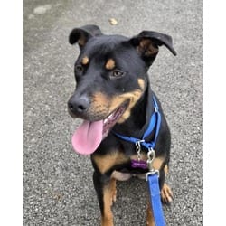 Photo of Stoic the Vast, adoptable Mixed Breed (Medium) in Maumee, Ohio