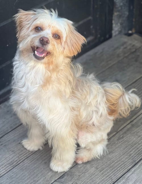Photo of Cammie, adoptable Havanese in Dana Point, California