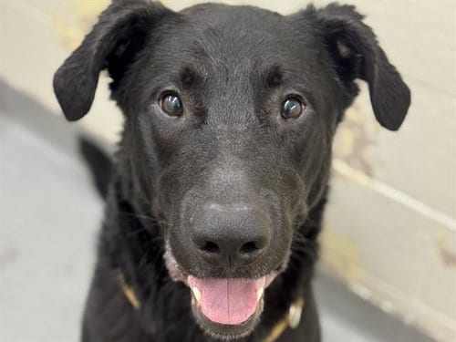 Photo of Cash, adoptable German Shepherd Dog in Tacoma, Washington