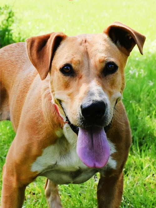 Photo of Echo, adoptable Boxer in Sheridan, Texas