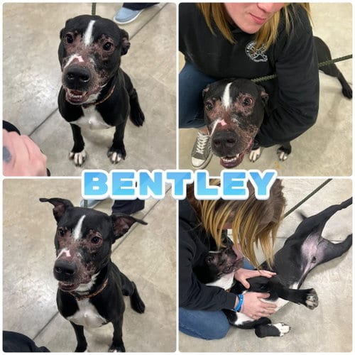 Photo of Bentley, adoptable American Staffordshire Terrier in Pierceton, Indiana