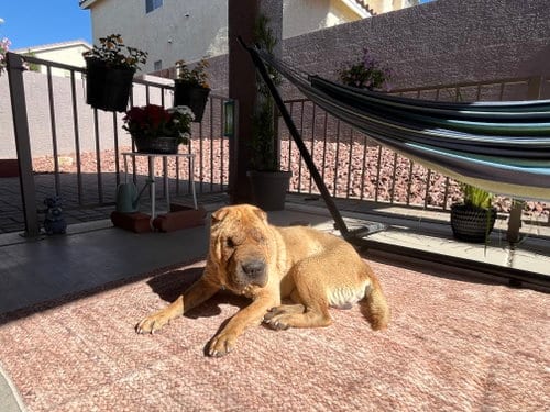 Photo of Fife, adoptable Chinese Shar-Pei in Tucson, Arizona