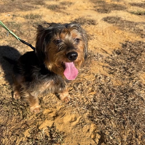 Photo of Sampson- ball of fun, adoptable Yorkshire Terrier Yorkie in Oakhurst, New Jersey