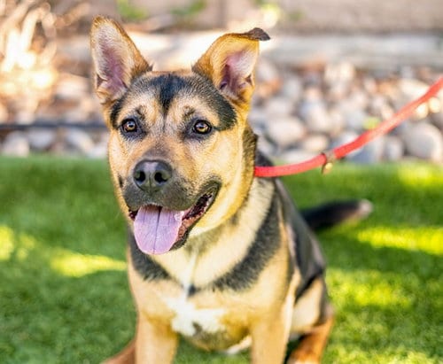 Photo of Walter, adoptable German Shepherd Dog in San Jose, California