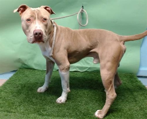 Photo of Koby, adoptable Pit Bull Terrier in Gardena, California