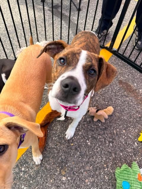 Photo of Treve, adoptable Hound in LEBANON, Connecticut