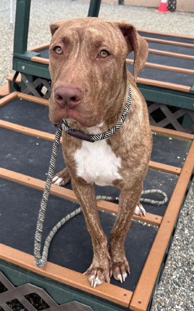 Photo of Pumbaa, adoptable Labrador Retriever in Palmetto, Florida